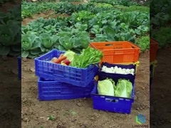 Cassa pieghevole leggera da 27L per frutta e verdura